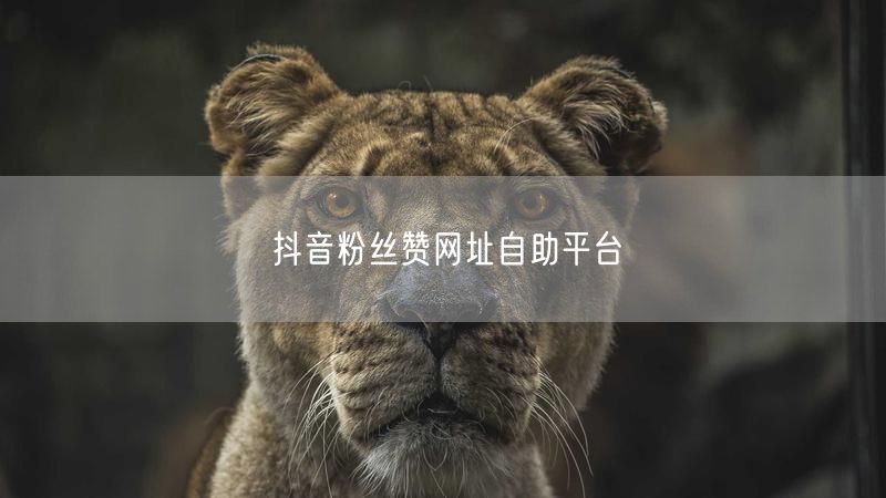 抖音粉丝赞网址自助平台